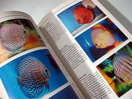 台灣慈鯛工具書圖3.JPG