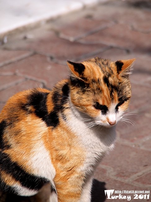 小花貓@Taksim