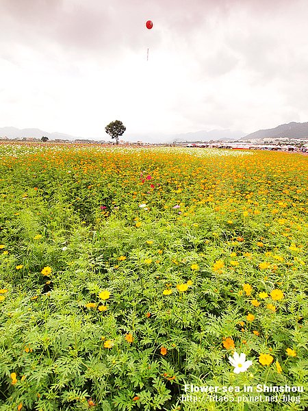 Flower-sea in Shinshou