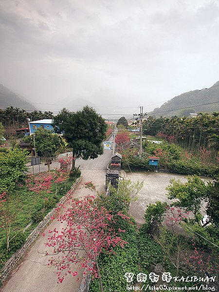 望鄉部落~春之櫻