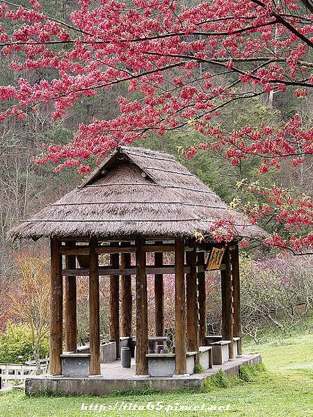 武陵農場櫻花季