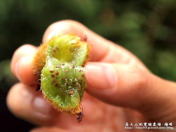 沿途都在找獼猴桃解饞~~(原生種的奇異果)