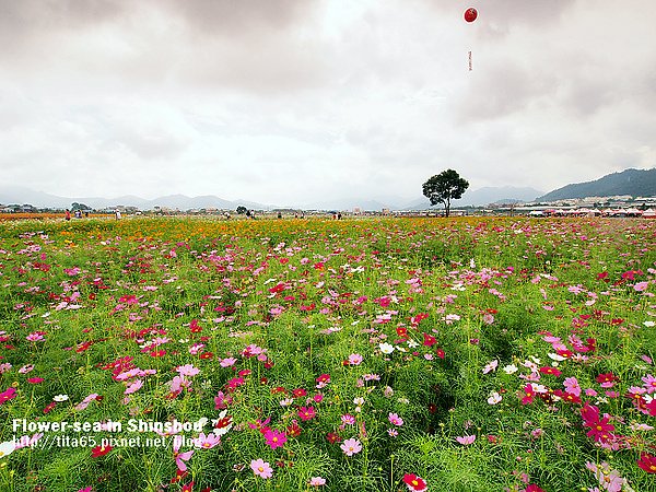 Flower-sea in Shinshou