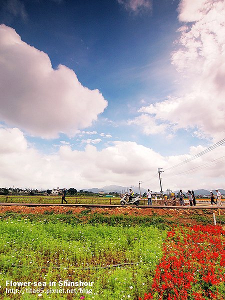 Flower-sea in Shinshou