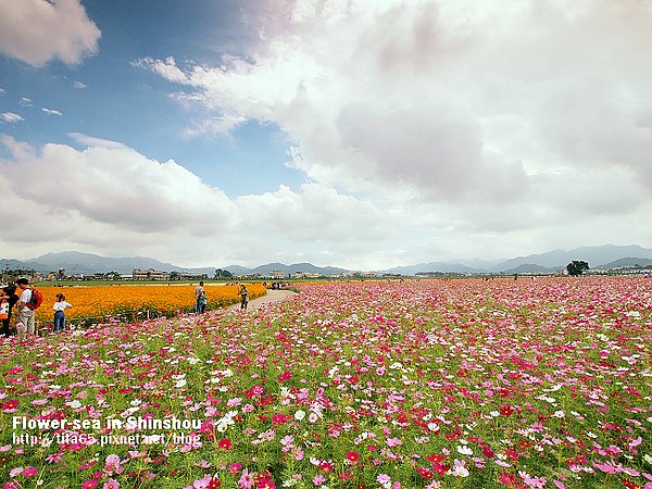 Flower-sea in Shinshou