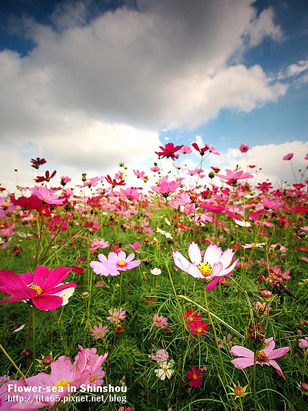 Flower-sea in Shinshou