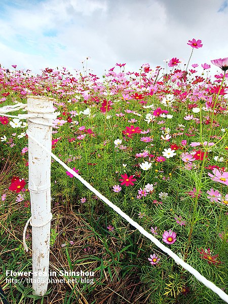 Flower-sea in Shinshou