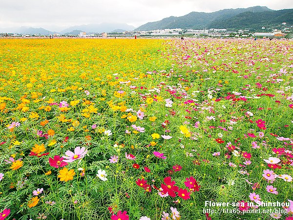 Flower-sea in Shinshou