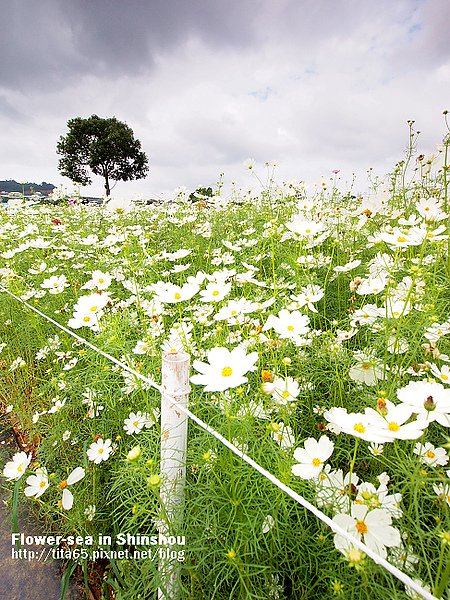 Flower-sea in Shinshou