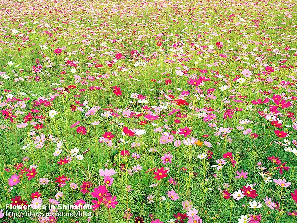 Flower-sea in Shinshou