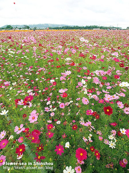 Flower-sea in Shinshou