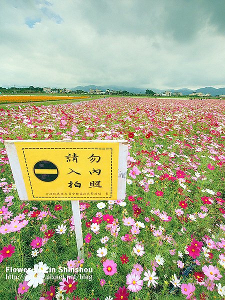 Flower-sea in Shinshou