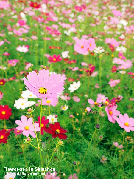 Flower-sea in Shinshou