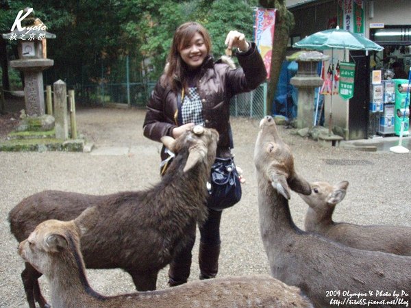 奈良的鹿已經習慣向遊客討鹿餅