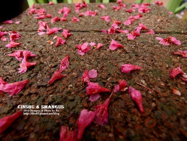 被雨打落的櫻花