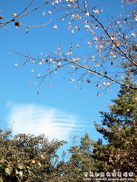 肋排雲