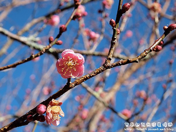 梅花