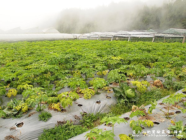 高麗菜園