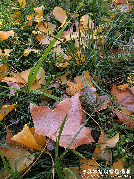 楓紅滿地啊