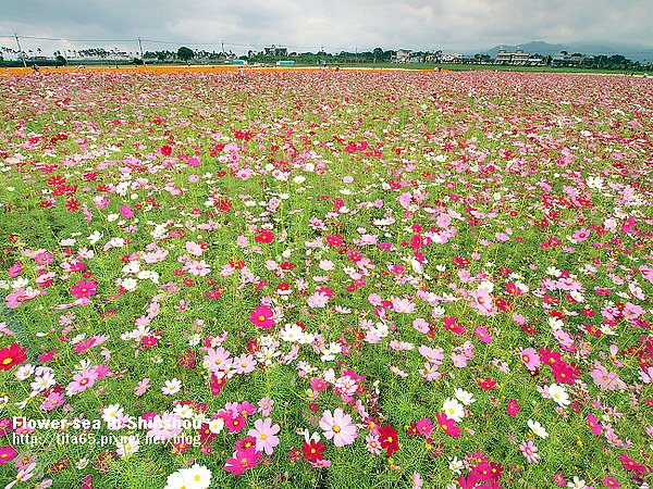 Flower-sea in Shinshou