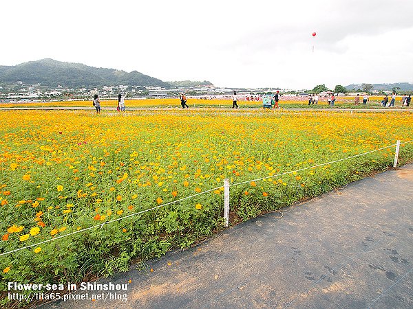 Flower-sea in Shinshou