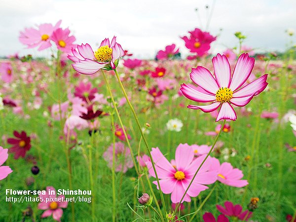 Flower-sea in Shinshou