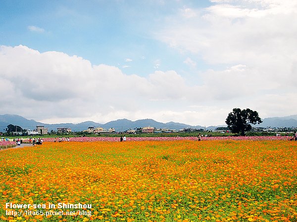 Flower-sea in Shinshou