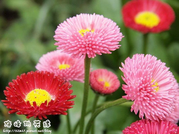 小雛菊