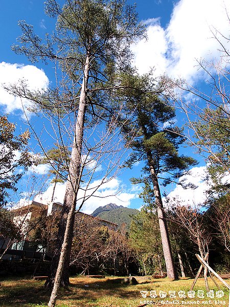 藍天白雲綠樹