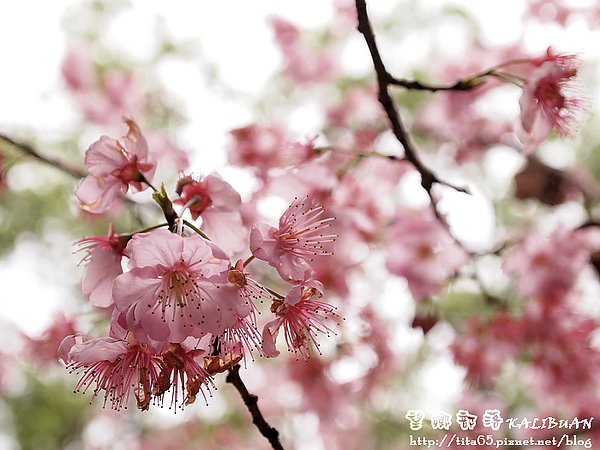 望鄉部落~春之櫻