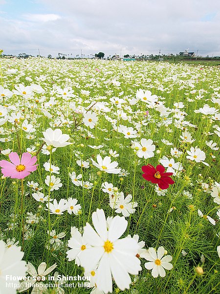 Flower-sea in Shinshou