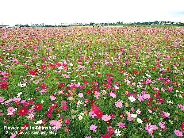 Flower-sea in Shinshou