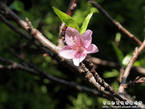 蘋果花