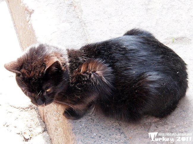 黑貓真是難拍@KUSADASI