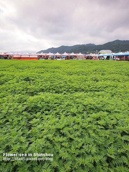 Flower-sea in Shinshou