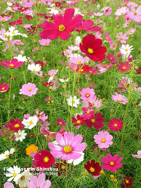 Flower-sea in Shinshou