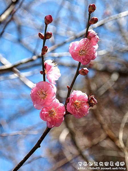 梅花