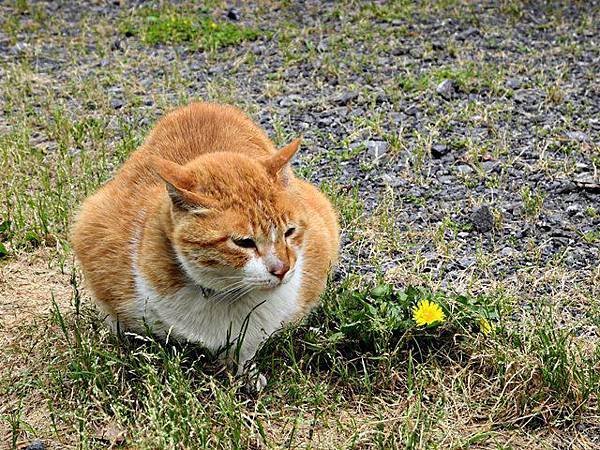 kamakura cat