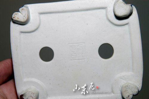 DSC_2515.JPG