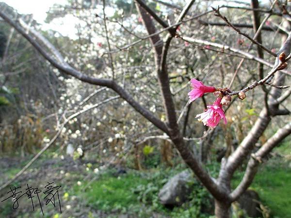 IMG_0868(001).jpg