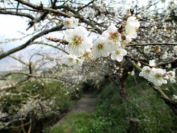 IMG_0852(001).jpg