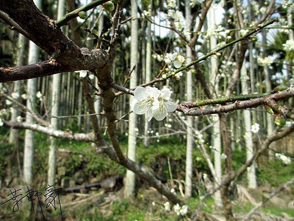 IMG_0767(001).jpg