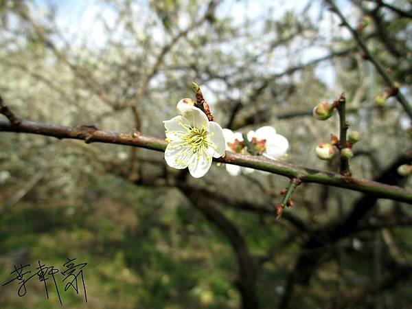 IMG_0731(001).jpg