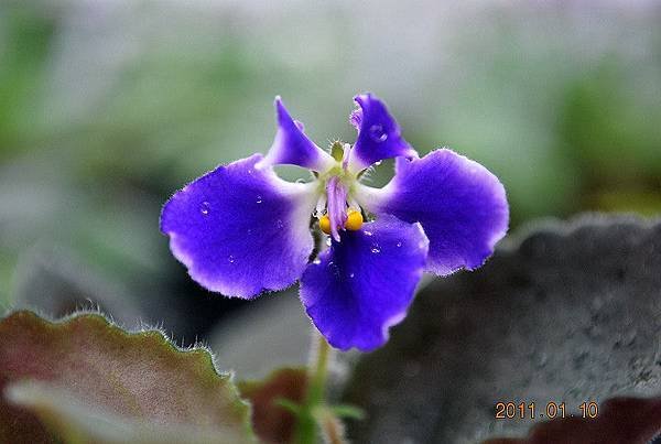 &apos; Tiyuan&apos;s Two-Color Bee &apos;- 堤緣的雙色蜜蜂