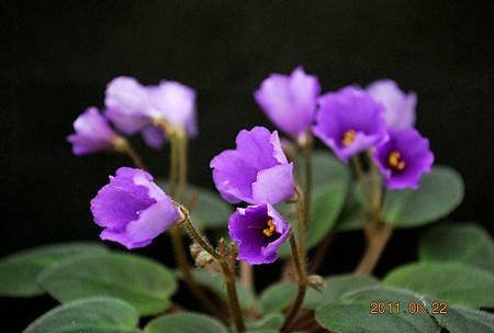 &apos; Tiyuan&apos;s Purple Wind Chame&apos;-堤緣的紫風鈴