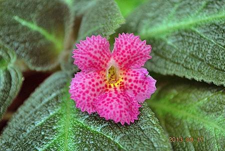 Episcia 