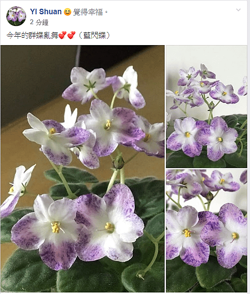 花友的花.png