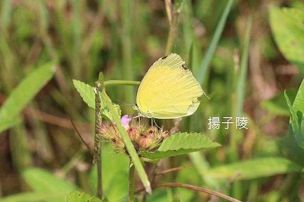 IMG_4907.JPG