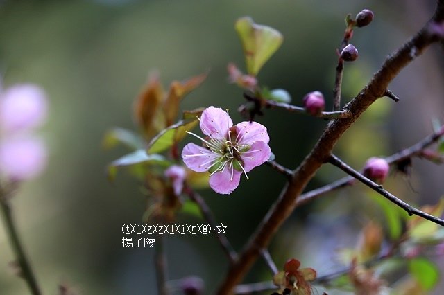 2019福壽山農場，十里桃花夢幻絕美盛開｜水蜜桃的故鄉在福壽