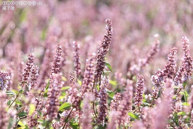 IMG_6189.JPG